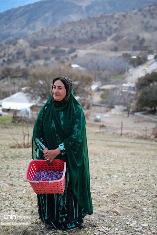 سومین جشنواره شکرانه برداشت زعفران دزپارت