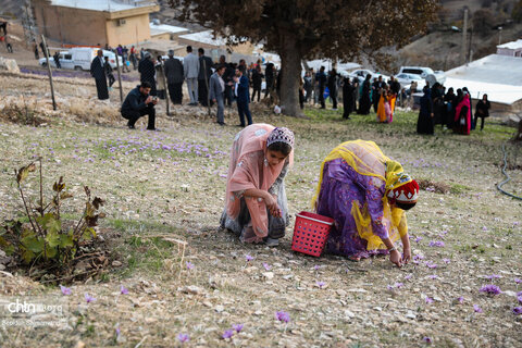 سومین جشنواره شکرانه برداشت زعفران دزپارت