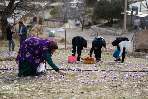 سومین جشنواره شکرانه برداشت زعفران دزپارت