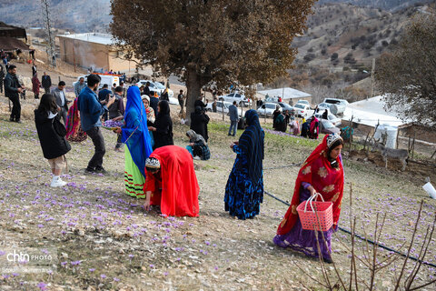 سومین جشنواره شکرانه برداشت زعفران دزپارت