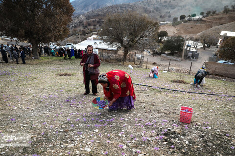 سومین جشنواره شکرانه برداشت زعفران دزپارت