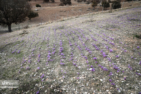 سومین جشنواره شکرانه برداشت زعفران دزپارت