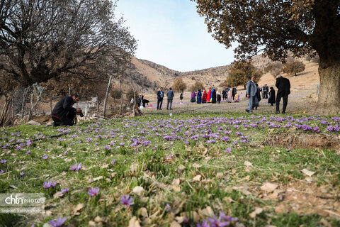 سومین جشنواره شکرانه برداشت زعفران دزپارت