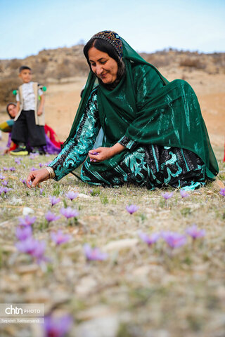 سومین جشنواره شکرانه برداشت زعفران دزپارت