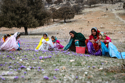 سومین جشنواره شکرانه برداشت زعفران دزپارت