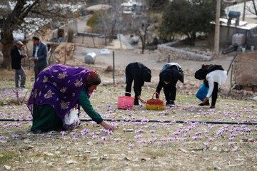 سومین جشنواره شکرانه برداشت زعفران در دزپارت برگزار شد