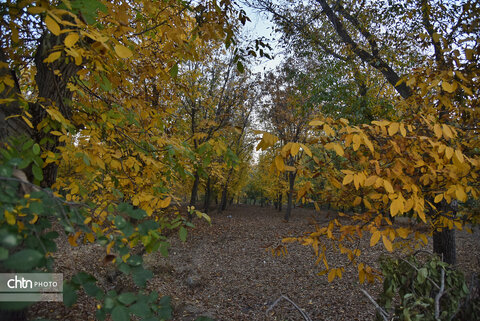 پاییز زیبای تویسرکان بهشت غرب ایران