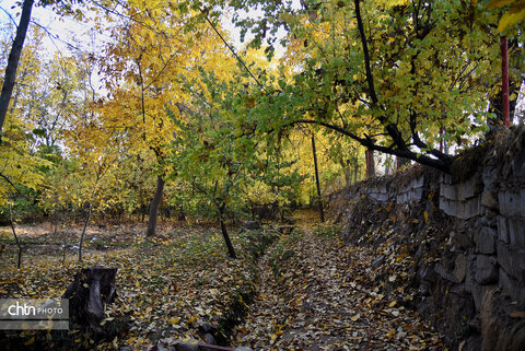 پاییز زیبای تویسرکان بهشت غرب ایران