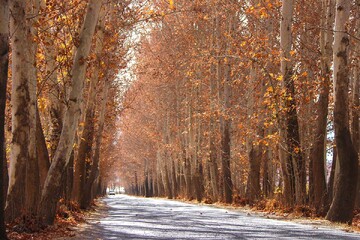 طبیعت خیابان قصرالدشت