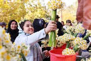 ششمین جشنواره گل نرگس خفر