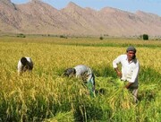 اولین جشنواره برنج و نارنج دشت‌دیره کرمانشاه برگزار می‌شود