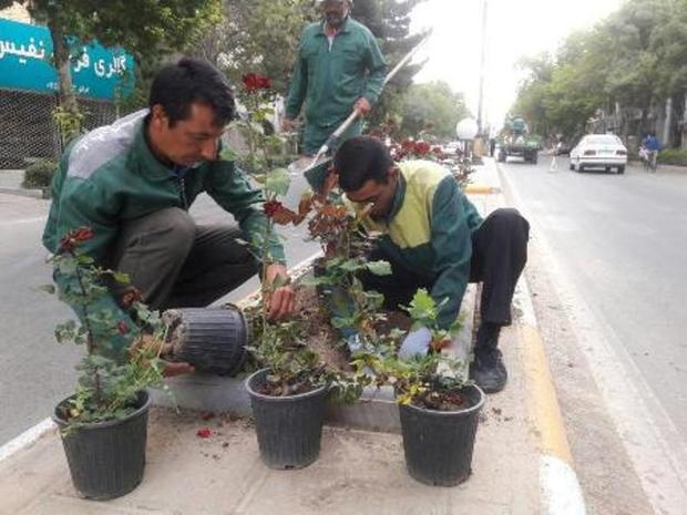 نشاکاری ۷ هزار پیاز گل لاله برای ساخت فرش گل در بجنورد