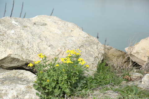 جزیره آشوراده