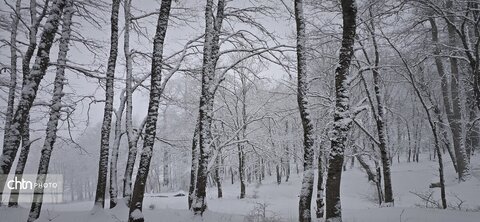 آرامش زمستانی در جنگل های هیرکانی گلستان