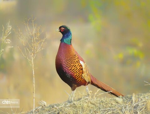 تنوع زیستس خراسان شمالی