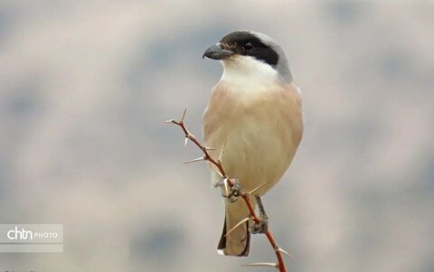 تنوع زیستس خراسان شمالی