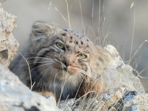 تنوع زیستس خراسان شمالی