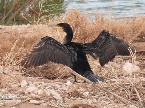 تنوع زیستس خراسان شمالی