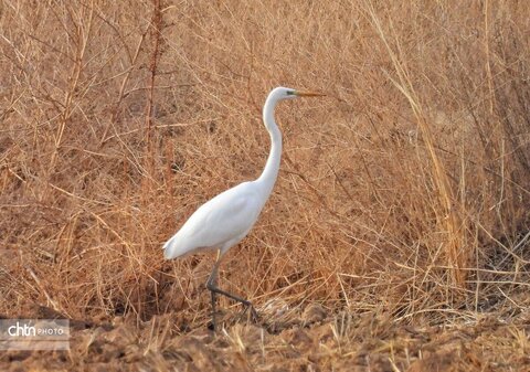تنوع زیستس خراسان شمالی