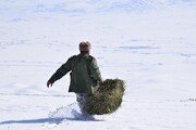 تأمین علوفه مورد نیاز برای زمستان گذرانی حیات وحش کهگیلویه و بویراحمد