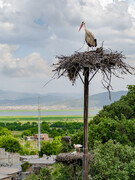 جشن بازگشت لک‌لک‌ها به روستای دره‌‎تفی در مریوان برگزار می‌شود