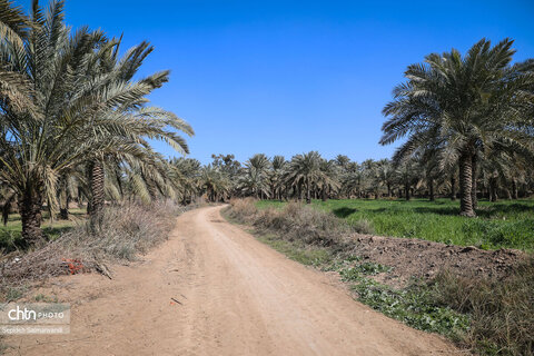 افتتاح سنگ‌فرش روستای علوه