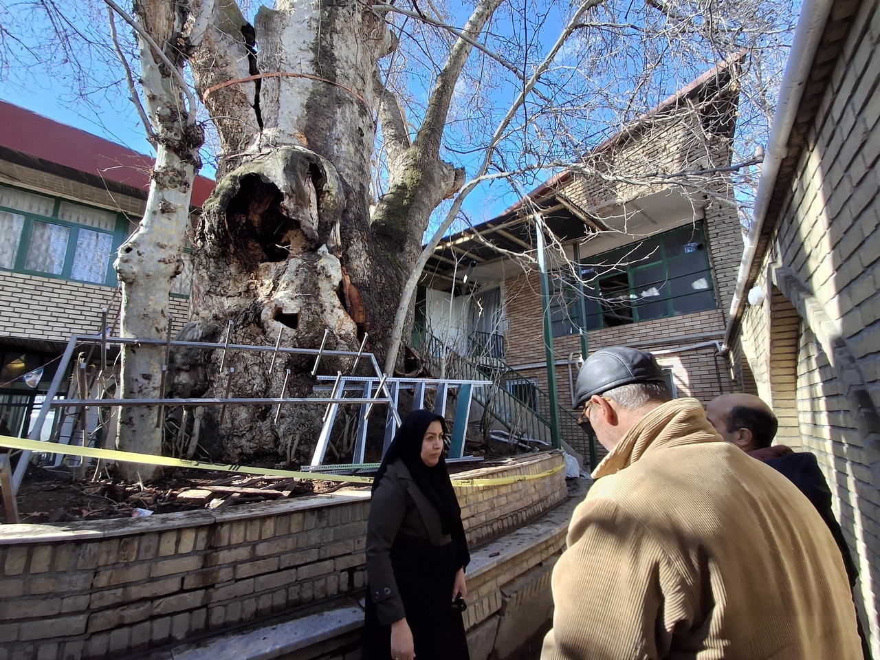 برنامههای حفاظت و تقویت درخت چنار کهنسال برغان در سه گام/ پوشش ضد حریق داخل تنه درخت چنار برغان انجام میشود