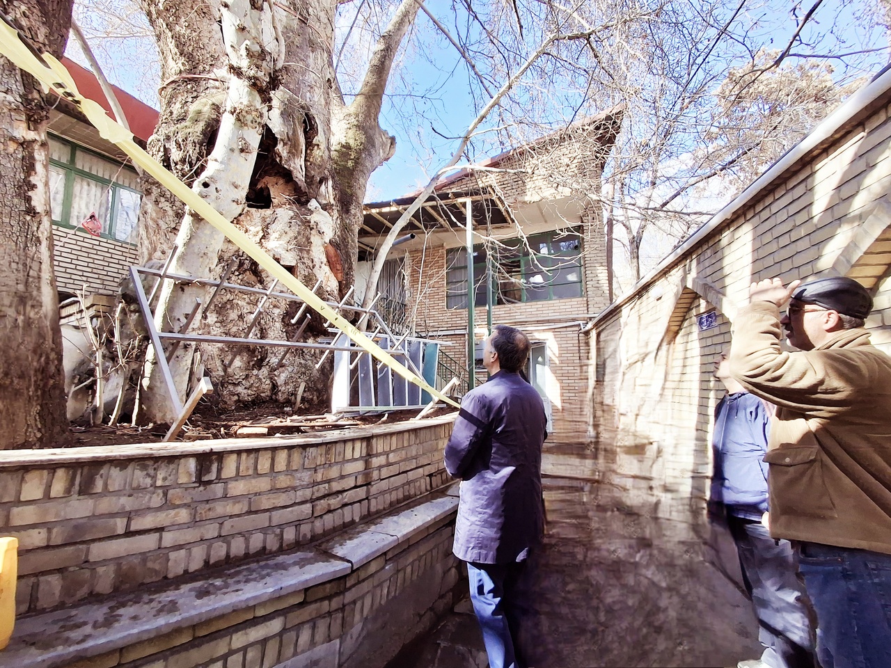 برنامههای حفاظت و تقویت درخت چنار کهنسال برغان در سه گام/ پوشش ضد حریق داخل تنه درخت چنار برغان انجام میشود