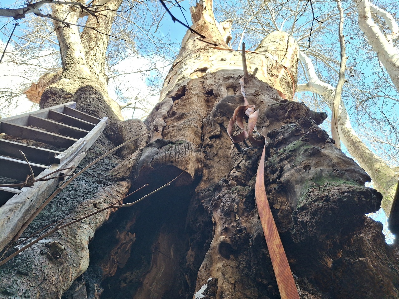 برنامههای حفاظت و تقویت درخت چنار کهنسال برغان در سه گام/ پوشش ضد حریق داخل تنه درخت چنار برغان انجام میشود