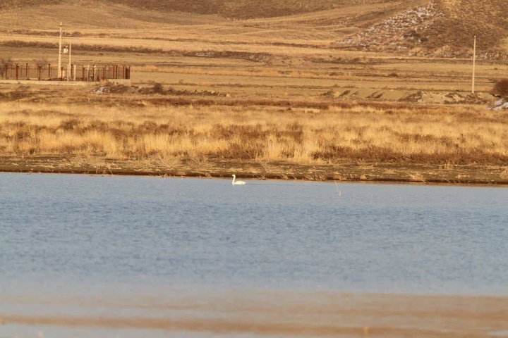 ثبت گونه کمیاب قوی کوچک برای نخستین‌بار در خراسان شمالی