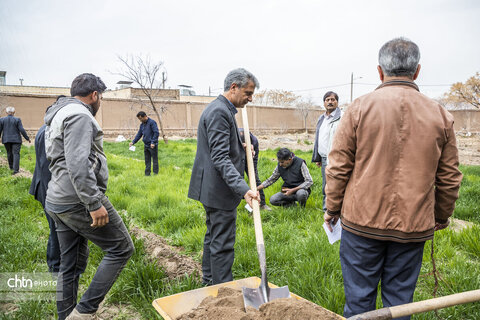 درختکاری اکبریه