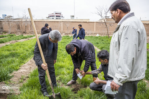 درختکاری اکبریه