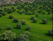 پویش نوروزی ایلام به عنوان «با بلوط‌ها مهربان باشیم» راه‌اندازی می‌شود