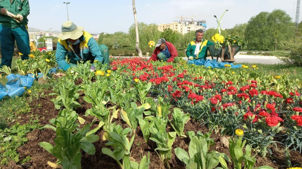 آماده‌سازی شهر برای بهار/تولید و کاشت ۳ میلیون و ۵۰۰ هزار گل در گلخانه شهرداری ارومیه