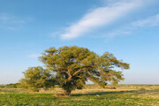 طبیعت زیبای دشتستان