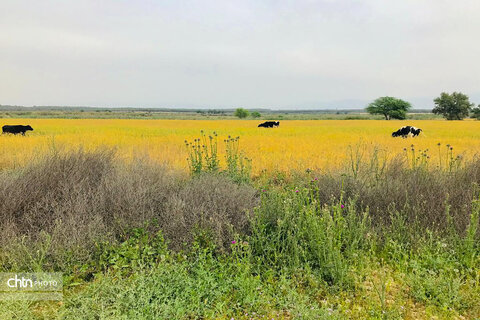 طبیعت زیبای دشتستان در اسفندماه