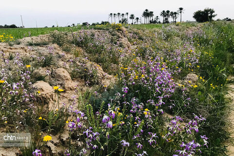 طبیعت زیبای دشتستان در اسفندماه