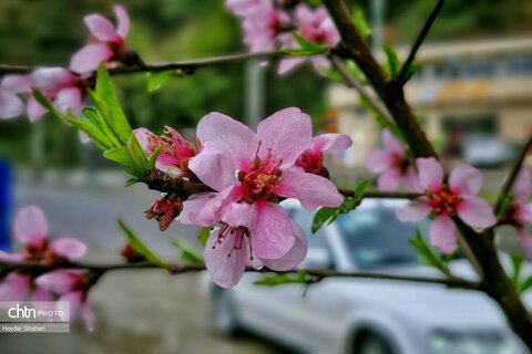 باران و بهار در محور تاریخی سوادکوه