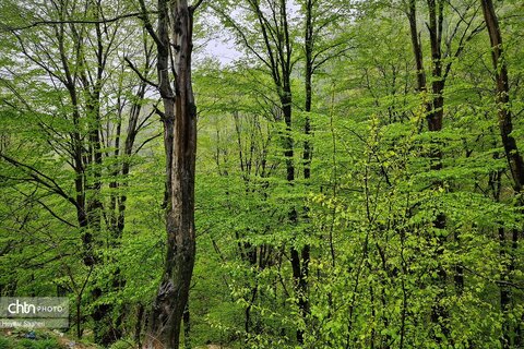 باران و بهار در محور تاریخی سوادکوه