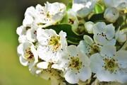 کُردستان میزبان شکوفه‌های بهاری