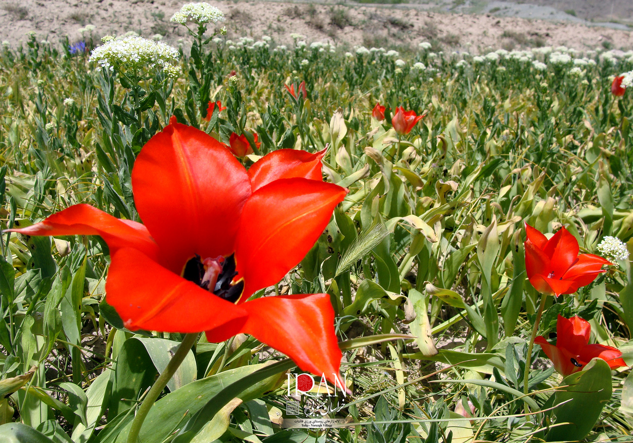 لالههای سرخ در آغوش کویر؛ سفر به بهشت گمشده زیرکوه