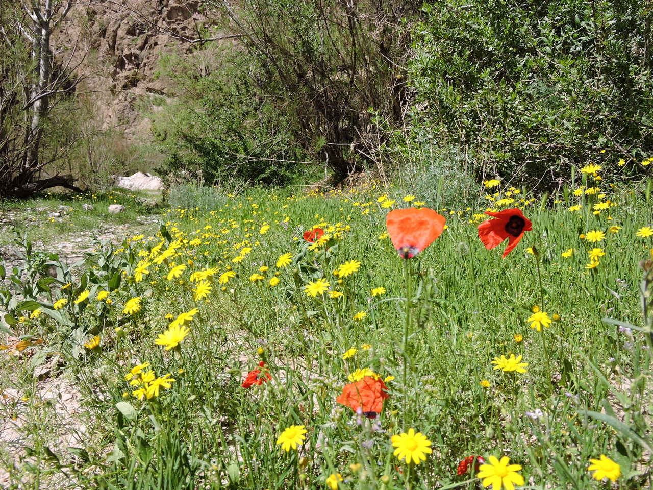 لالههای سرخ در آغوش کویر؛ سفر به بهشت گمشده زیرکوه