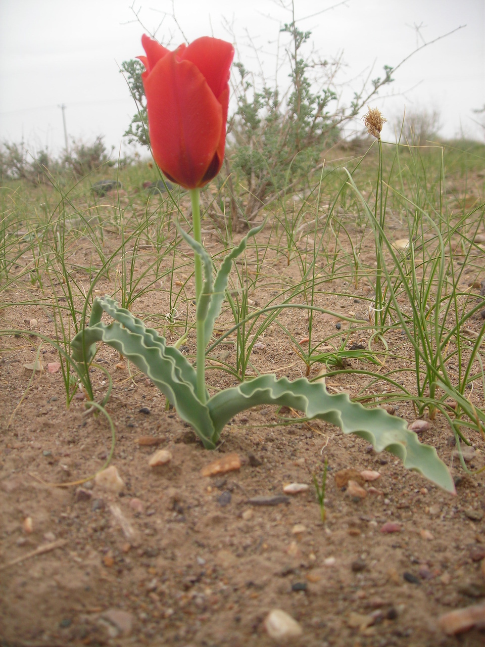 لالههای سرخ در آغوش کویر؛ سفر به بهشت گمشده زیرکوه