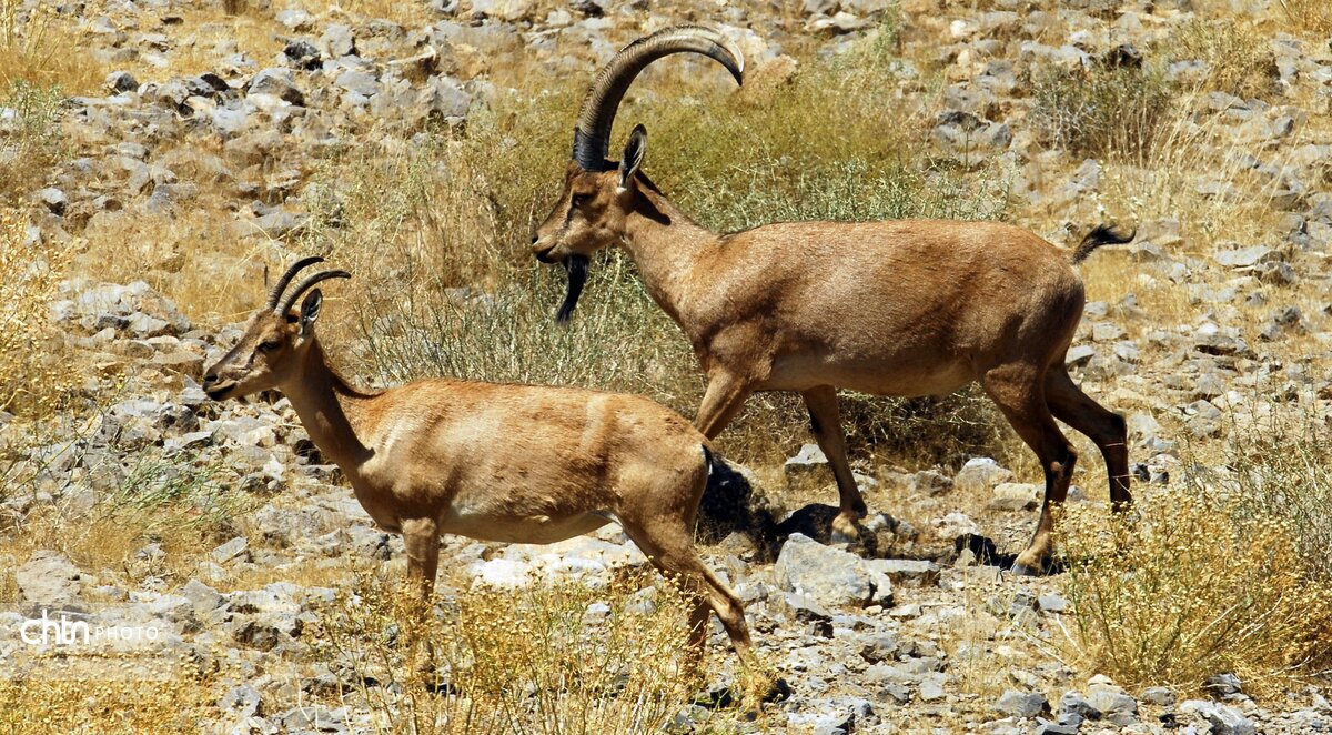 مسافران نوروزی در چهارمحال و بختیاری به فرخ‌شهر سفر کنند
