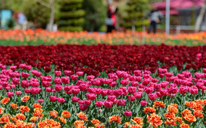 یازدهمین جشنواره لاله‌های کرج آغاز شد