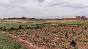 برگزاری نخستین جشنواره سیر در روستای شفیع‌آباد بخش شهداد