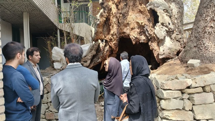 کارگاه آموزشی حفاظت از درختان کهنسال در روستای برغان برگزار شد