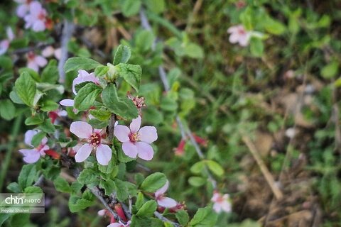 مسیر بهشت، گذر از آفتاب و مه
