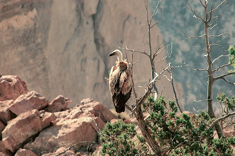 کوه گنو؛ مقصدی چهارفصل برای گردشگران و طبیعتگران/ گوهر درمانی جنوب