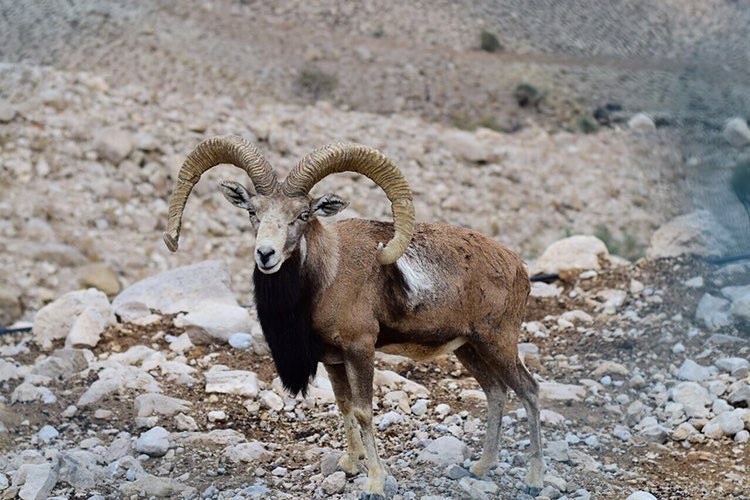 کوه گنو؛ مقصدی چهارفصل برای گردشگران و طبیعتگران/ گوهر درمانی جنوب